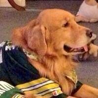 Pasmina koja retweetuje,ne tweetujem puno,jer lajem.A breed that retweets,I don’t tweet much because I bark.The biggest fan of GREEN BAY PACKERS from Montenegro