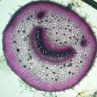 Charlotte Alcover (@chaalcover) 's Twitter Profile Photo