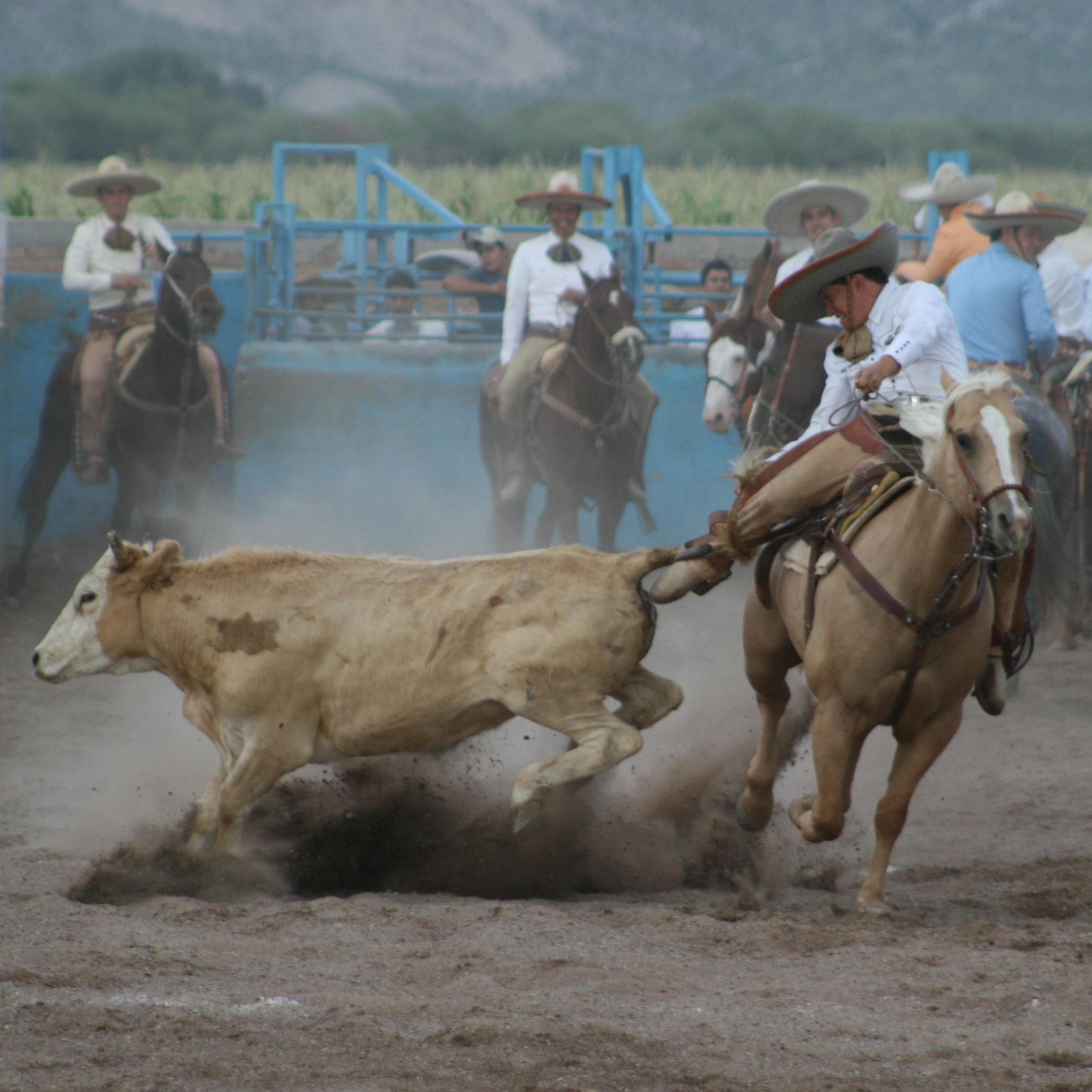 Pura Charrería... Charrería Pura // Información del único deporte nacional por excelencia.