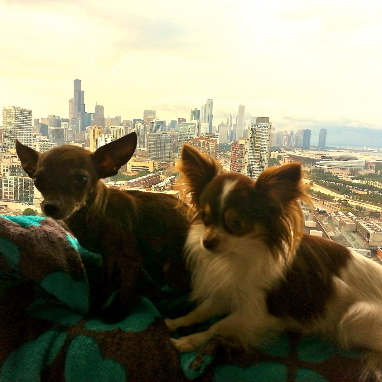 Tinnytwosome's profile picture. Bella & Turbo travel the USA making people smile.