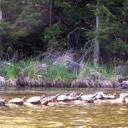 Sandy Sisson - @sandy_biology - Twitter