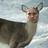 jablueleto's profile image