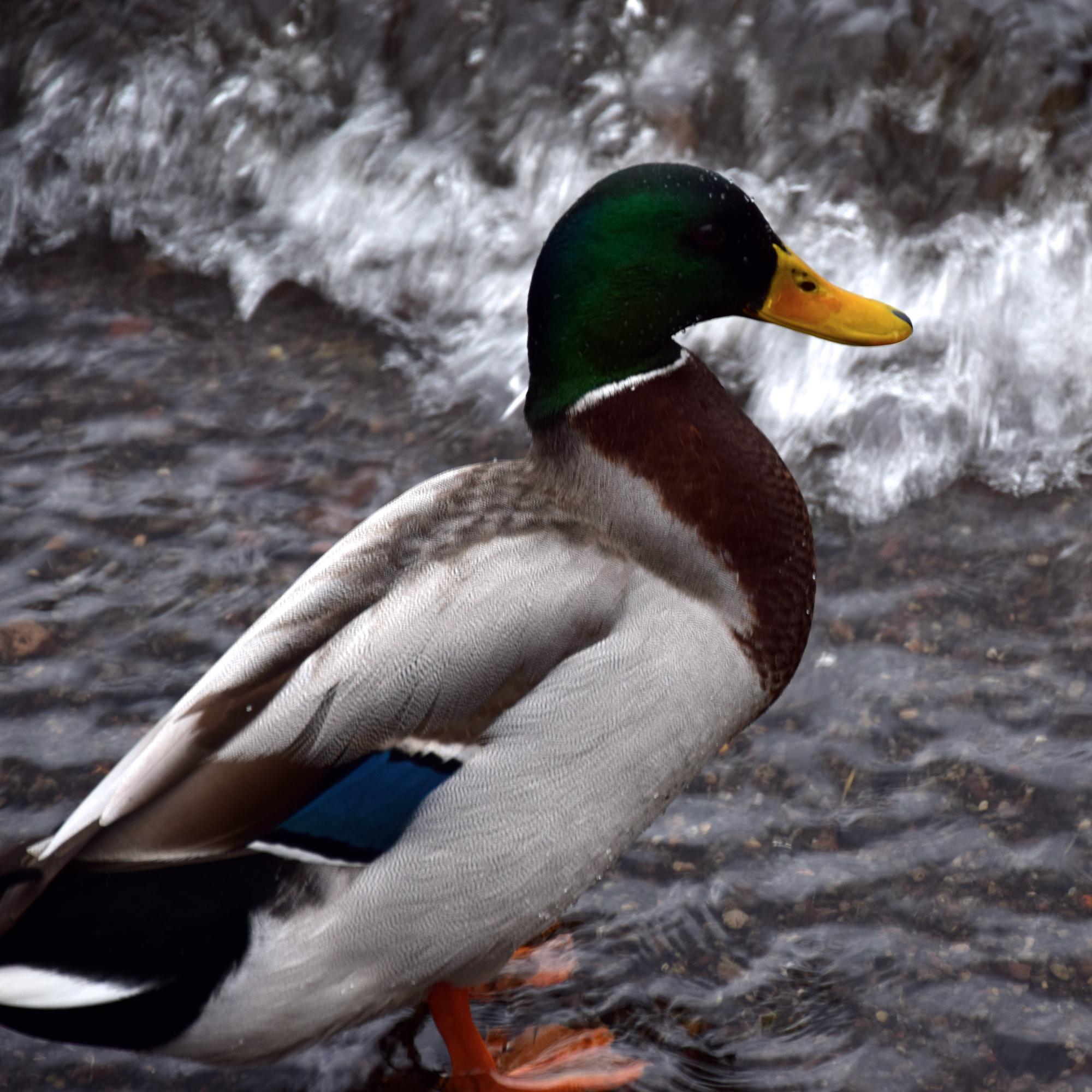 MonkeyBisex's profile picture. 