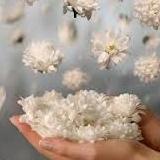 FlavickT's profile picture. ...