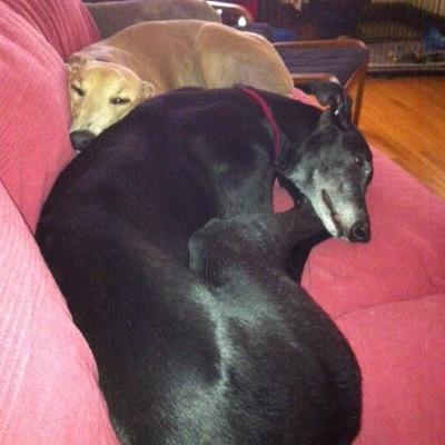 Two retired racing greyhounds. Helo (12/16/06-5/8/17) likes napping & ear rubs; Genie likes chasing squirrels. Plus Sergio! Adopted through GPA-MN.