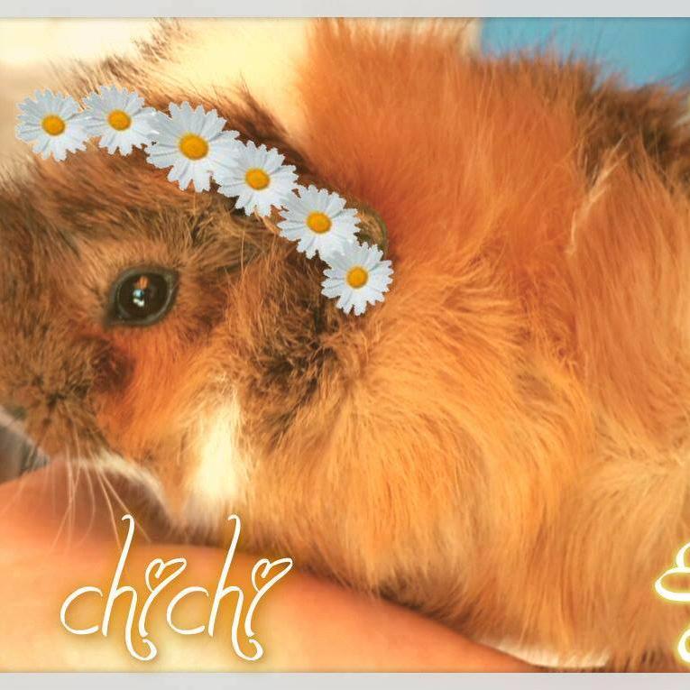 Habibi guinea pig  ( • ̀ω•́ )