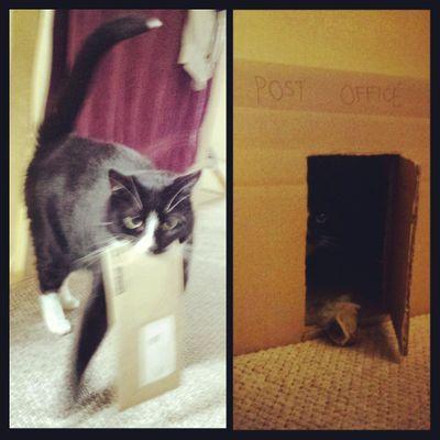 Fat cat. Likes cotton buds. And the postman.