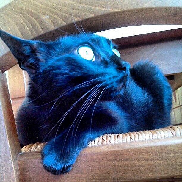 CaterinaAvenoso's profile picture. 