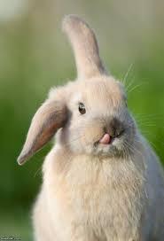 SimplehBunneh's profile picture. I am That Bunneh
yeah thts right
add me and I will add you back