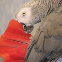 Einstein Parrot (@einsteinparrot) 's Twitter Profile