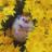 OfficialNala's profile image