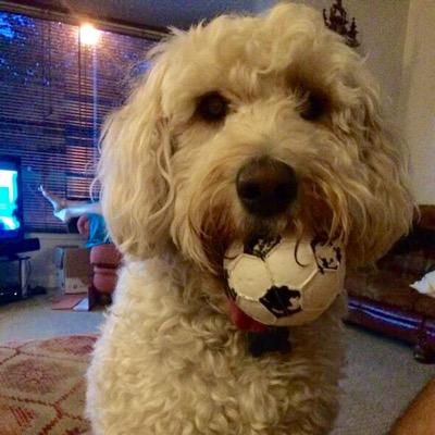 Archiedog2012's profile picture. 