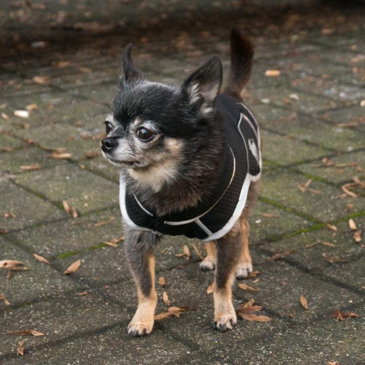 buggslythebugg's profile picture. Buggsly is a dog apparel and accessory company from Vancouver, Canada. Use discount code TWITTERBUGG for a 10% discount at http://t.co/9vDYt4QSgs.