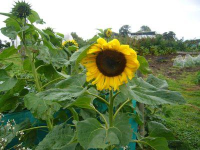 powerstownallot's profile picture. Let's get Dublin 15 growing!