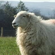 Fairness for the Uplands represent the views of upland farmers in Wales. Cymdeithas yw 'Tegwch i'r Ucheldir' sydd yn gwarchod buddiannau ffermwyr ucheldir Cymru