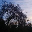 Harriet Harper - @finnstephens99 - Twitter