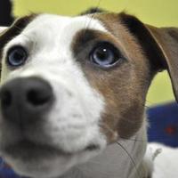 casa (@petregiamp) 's Twitter Profile