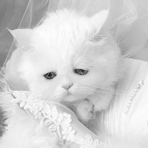 hotsssiss's profile picture. En attendant de mourir sur scène (ce sera sans doute en y passant le balai à défaut d'être sous le feu des projecteurs), je partage ici quelques bêtises.