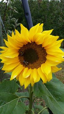 MCourtney25's profile picture. 