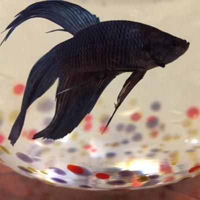 im a bad ass fish.