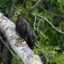 Jérôme Bélanger - @aregosune - Twitter