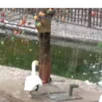 Auntie Swan (@muteswannot) 's Twitter Profile