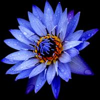 shaman_healing (@shaman_healing1) 's Twitter Profile Photo