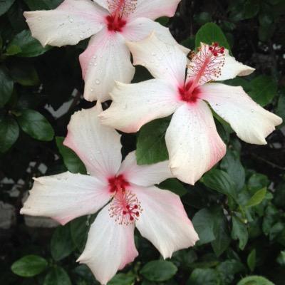 imaginerepublic's profile picture. Hey there random person finding this account! If you like Imagine Dragons and OneRepublic you are awesome!