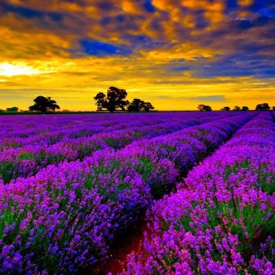 i've always dreamed of relaxing,beautiful and breathtaking lavender farms , this account will post lavender pictures with postive motivational words