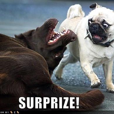 puglover089's profile picture. pugs are bast beter then the reast. PUG