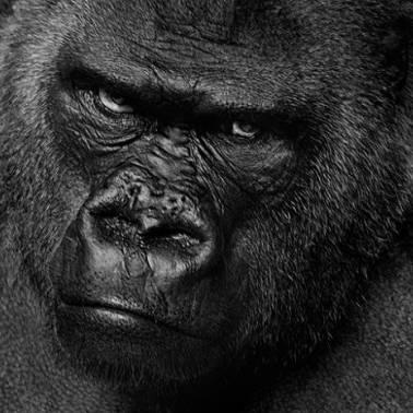 Gorilla_G3 Profile Picture