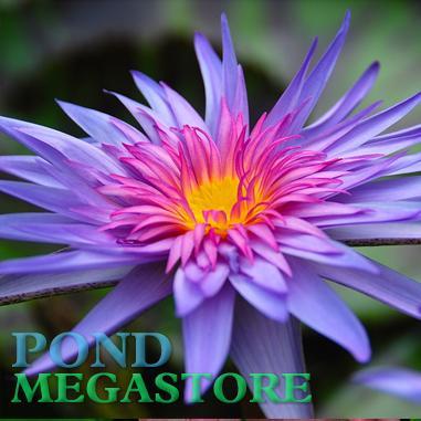 Pond Plants to the home via https://t.co/NAa2I4gi5D 
https://t.co/BQVxDEiozS 
https://t.co/1Ins7UtAyU