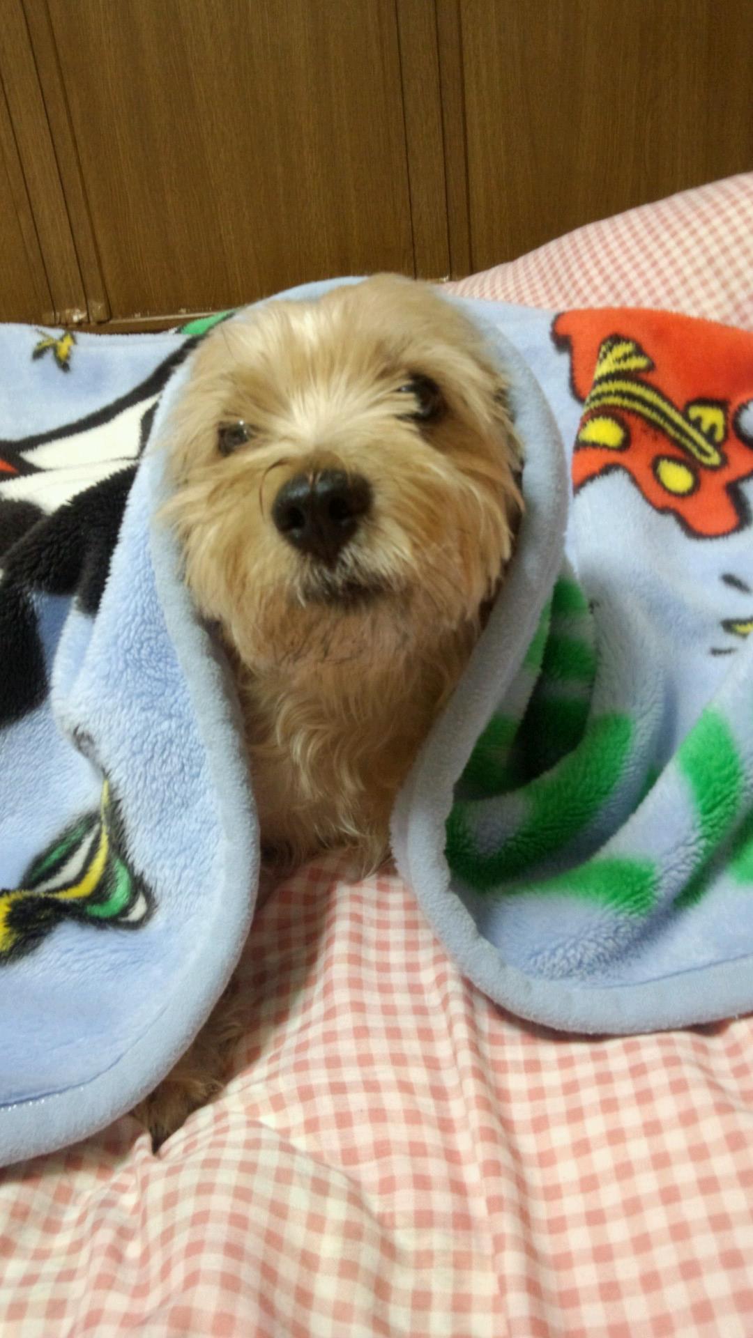 hayatekun1026hn's profile picture. ノーリッチテリアの颯くんを　　　　　　　　　　よろしくお願いします(^O^)