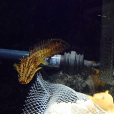 iFAIdK4gTF45Fh9's profile picture. 彼女が欲しい‼️