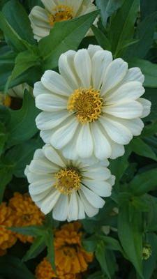 asos227's profile picture. 