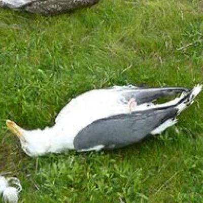 injured seagull mcgseagull twitter injured seagull mcgseagull twitter