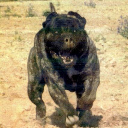 Manipulatetank's profile picture. 