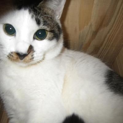 秋田のテーブル屋