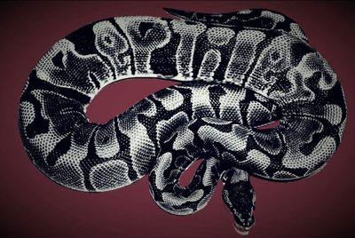 reptilesband's profile picture. Four - piece alternative rock band from South London.