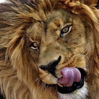 BipsDesigns's profile picture. Geek, illustrator, Graphic Designer.