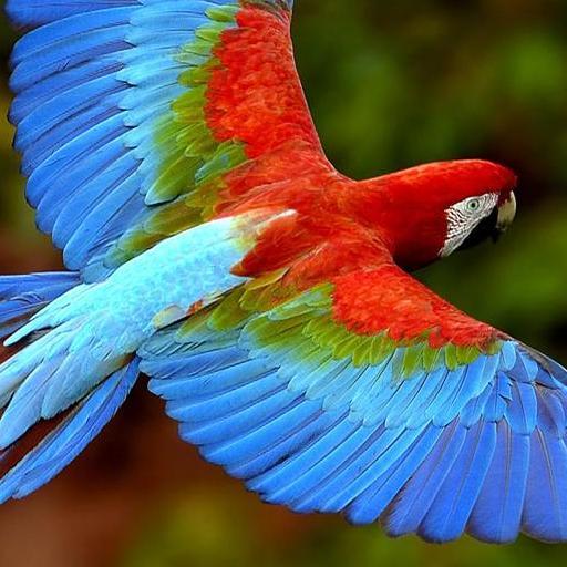 美しい鳥の画像をツイートします！