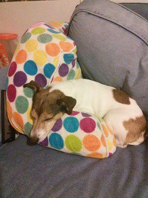 Animal lover & advocate! Advocate 4 people of all ages & needs! Went 2 Del Val College! Graduated from Neshaminy High school! Shelter Animal Project volunteer
