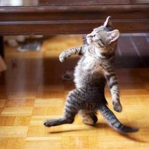 Cats, snakes, anime, and Gaga are my things. Follow me up, I want to meet some people ;)