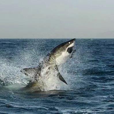 khlifaluqman's profile picture. حبر العيون