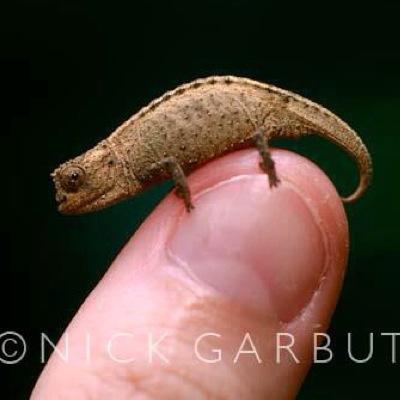 Your resident positive pygmy chameleon hoping to brighten your day