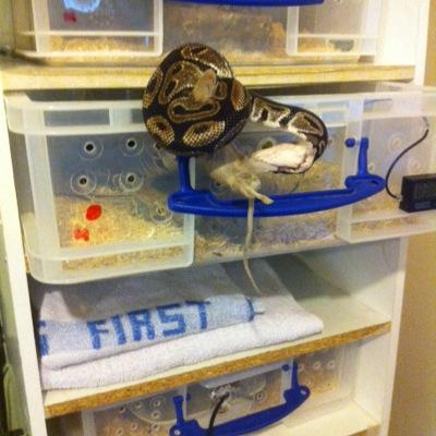 pusey_anthony's profile picture. Redhotreptiles and passion pythons on the way up so keep a look out!!!