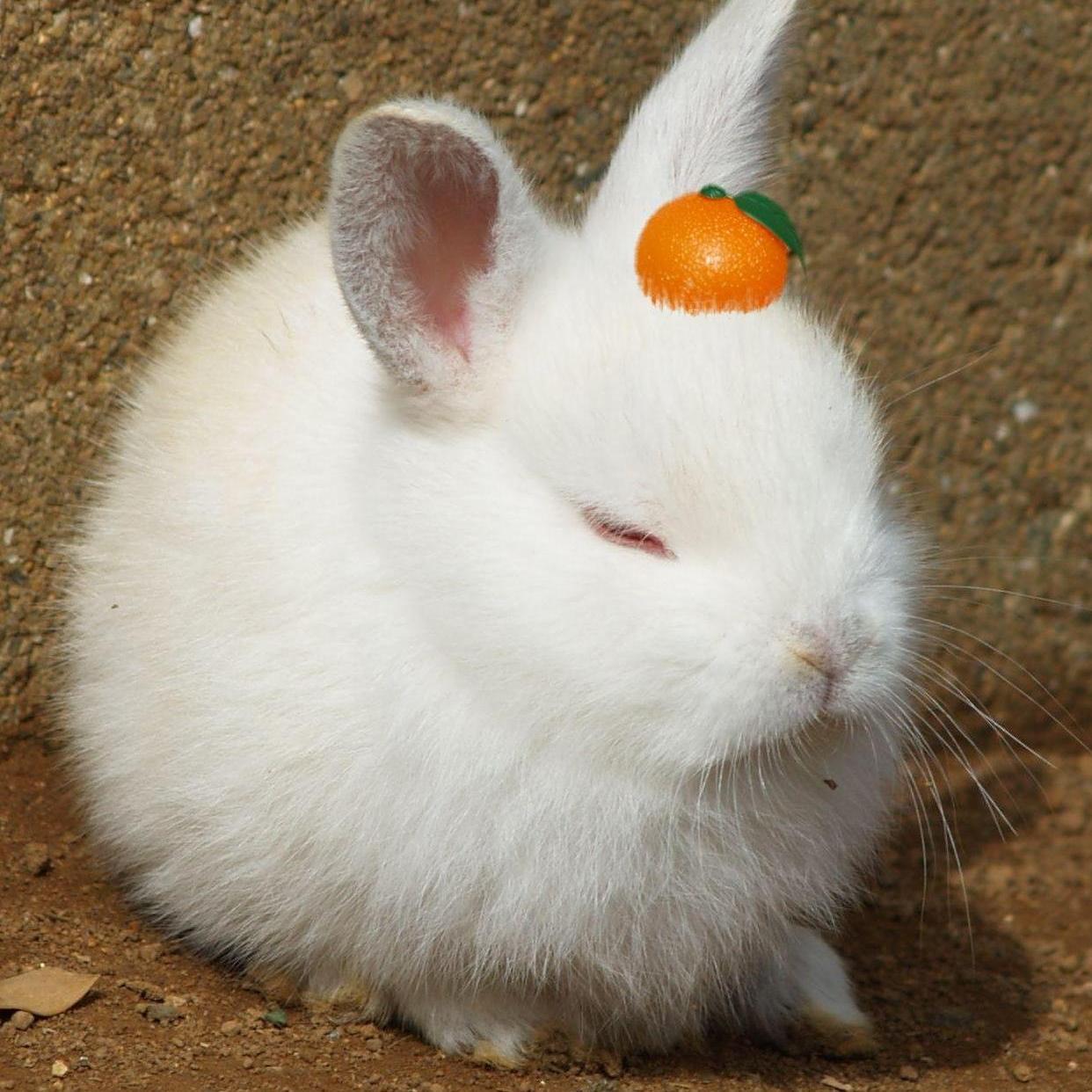 可愛いうさちゃん♥ (@kawaii_usapic) / Posts / X