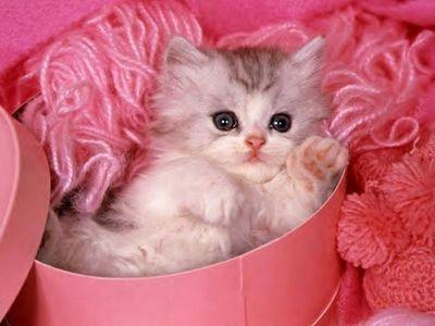 I love my pets