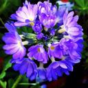 June - @MsJunePeacock - Twitter