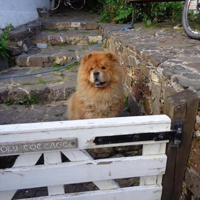 Lexi is a red chow chow! She's five and went missing 12\05\14 in crackington Cornwall (on holiday) (EX23 0JG). Doglost Id: 68830. lets bring her home